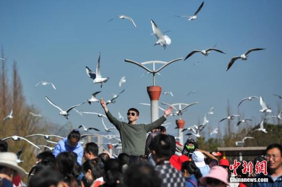 2月4日，春节长假刚刚结束，仍然有大批游客聚集到昆明滇池边，观鸥喂鸥，与红嘴鸥一起共享昆明暖阳和蓝天。中新社记者 任东 摄