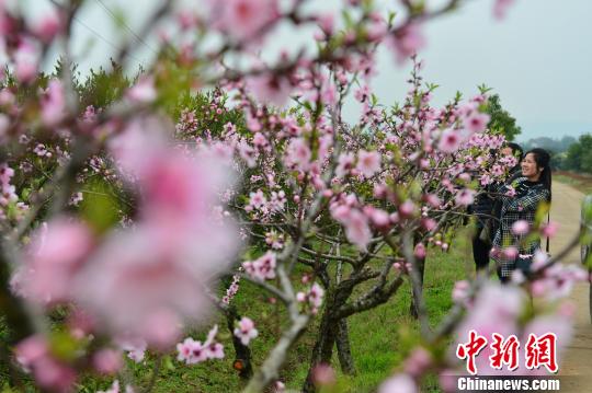 游客在枝江安福寺镇欣赏桃花。　刘康 摄