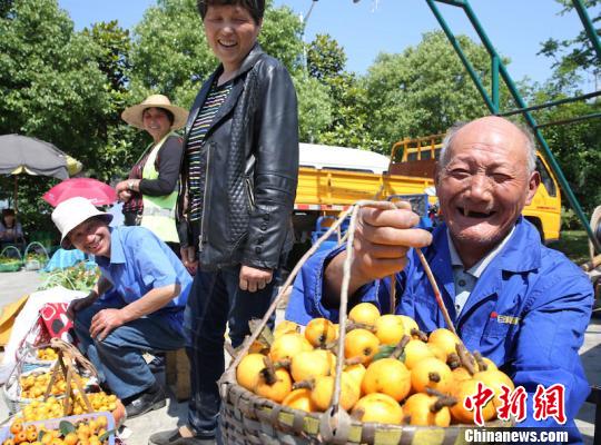 个大味美的雷甸枇杷 陈洁 摄