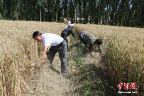 资料图：农民正在收割小麦。 陈雪茹 摄