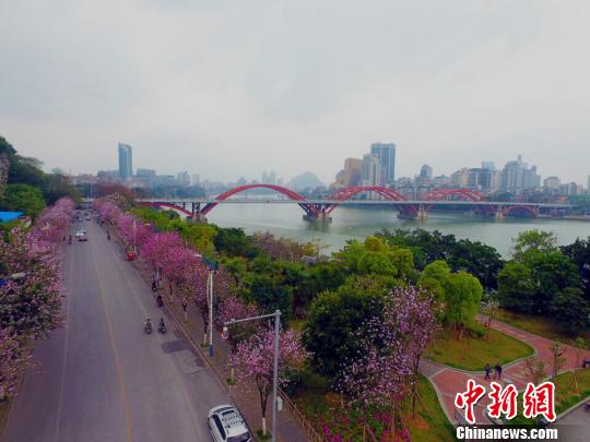 资料图：每年的四月，柳州的紫荆花盛开，整个城市被粉红色的花海包围。　王以照 摄