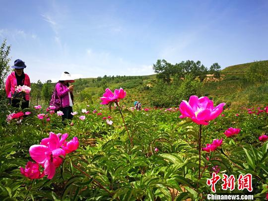 图为青海湟中泥麻隆村种植的“浑身是宝”的油用牡丹，吸引游客观赏、拍照。　张添福 摄