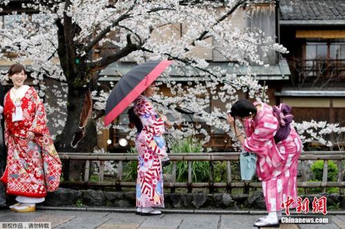 日本京都樱花烂漫，民众穿和服赏景。