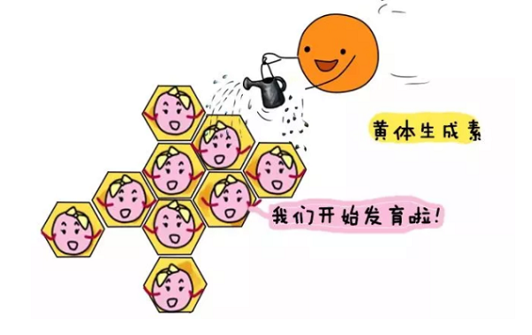 台湾试管婴儿取卵流程—打黄体生产素