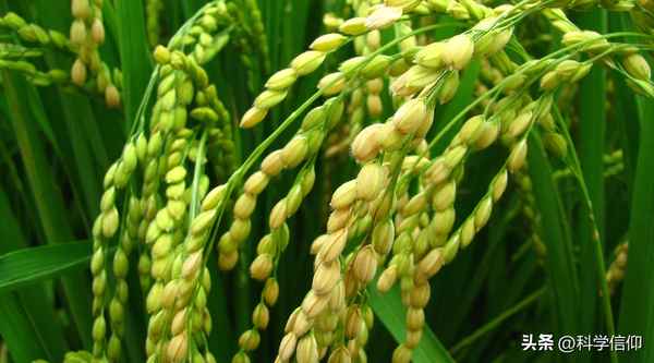 杂交水稻是怎么研究出来的;杂交水稻是怎样育成的