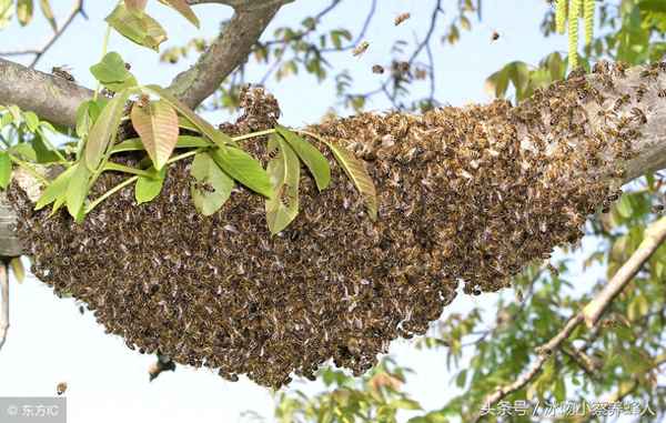 蜜蜂不进收蜂笼怎么办(蜜蜂不进收蜂袋怎么办)