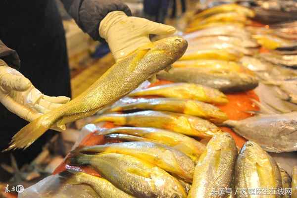 小黃花魚(yú)的營(yíng)養價(jià)值_大黃魚(yú)是黃花魚(yú)嗎？