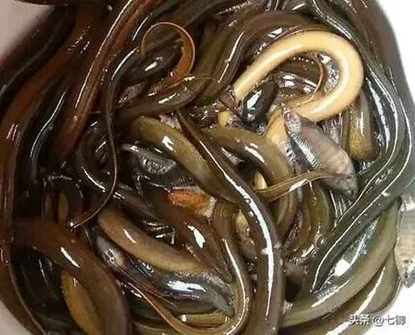 黃鱔的功效與作用_甲魚的功效與作用