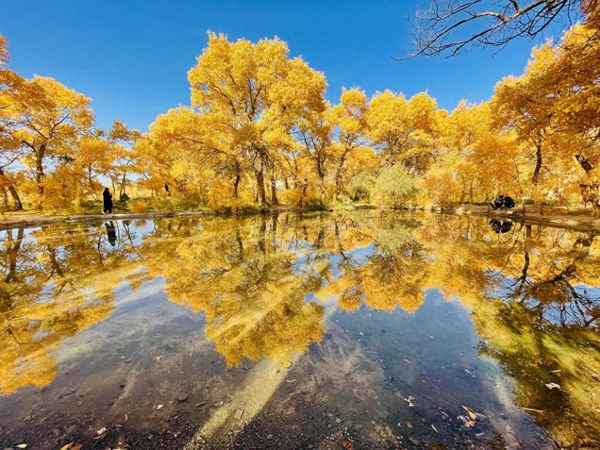胡杨林在什么地方;轮台胡杨林在什么地方