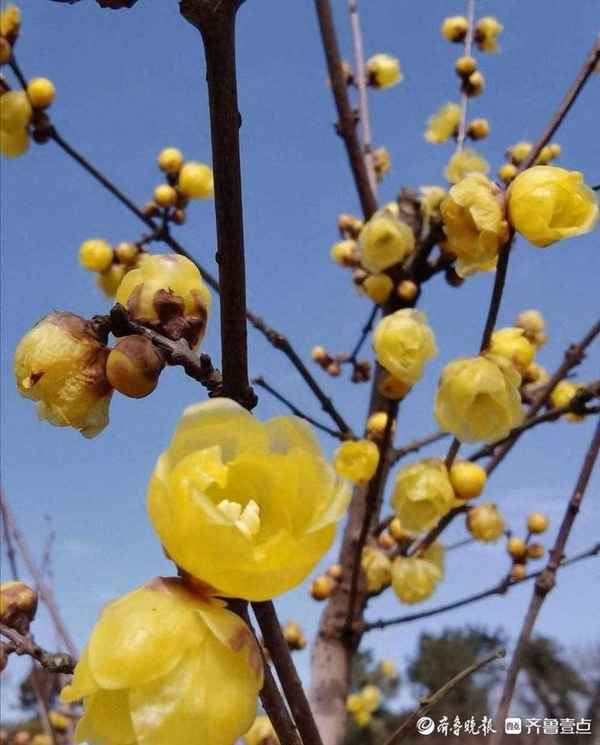 零落成泥碾作尘,只有香如故,零落成泥碾作尘,只有香如故的意思