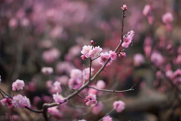 夜雨闻铃肠断声上一句_夜雨闻玲肠断声