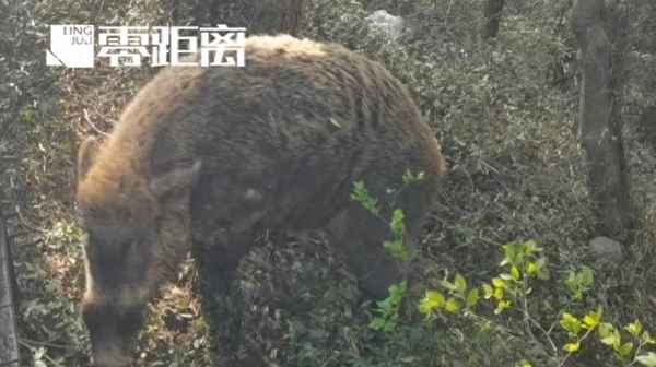 人类能徒手对付野猪吗—人类能徒手对付野猪吗图片