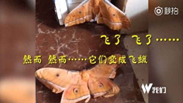 東北干煸蠶蛹的做法_東北干煸蠶蛹的做法竅門