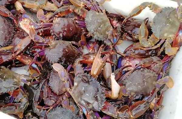 在海边怎么抓螃蟹_海边怎么抓螃蟹技巧