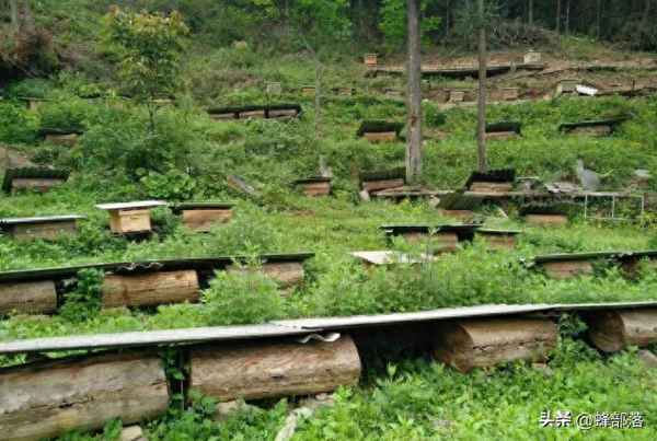 冬天蜜蜂大量死亡的原因(冬天蜜蜂大量死亡的原因是)