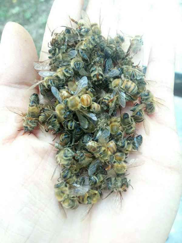 一箱蜜蜂被投毒立案吗-蜜蜂投毒情节严重判刑多少年