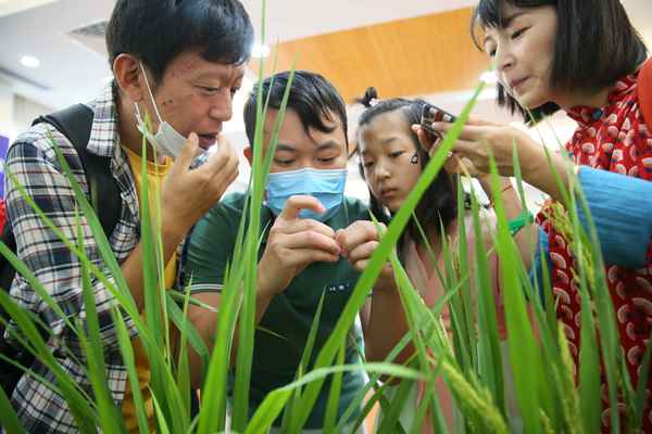 水稻的發源地在哪個國家、水稻的起源和發源地