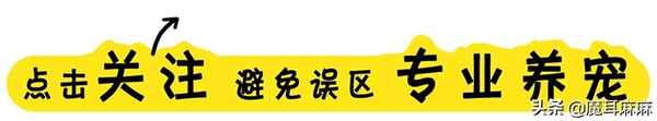 自制狗糧可以放白面嗎;自制狗糧放玉米面還是白面