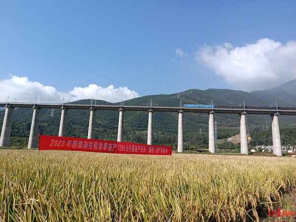 杂交水稻技术什么时候发明的;杂交水稻什么时候发明出来的