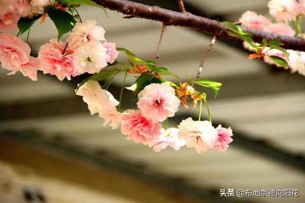 社區工作辭職報告,社區工作辭職報告簡短