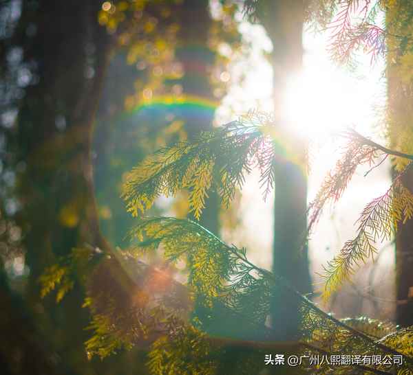 法律财经翻译-法律翻译词典