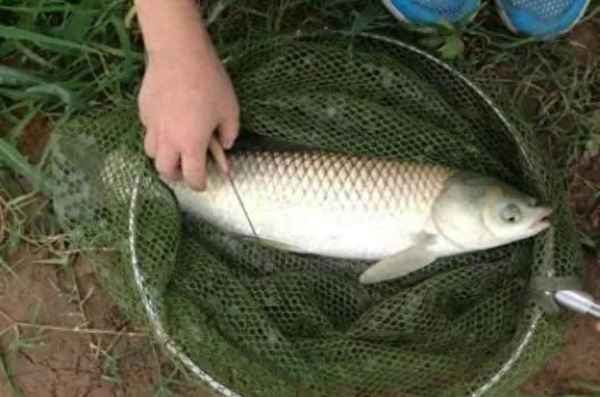 釣草魚用什么釣最好_草魚垂釣方法