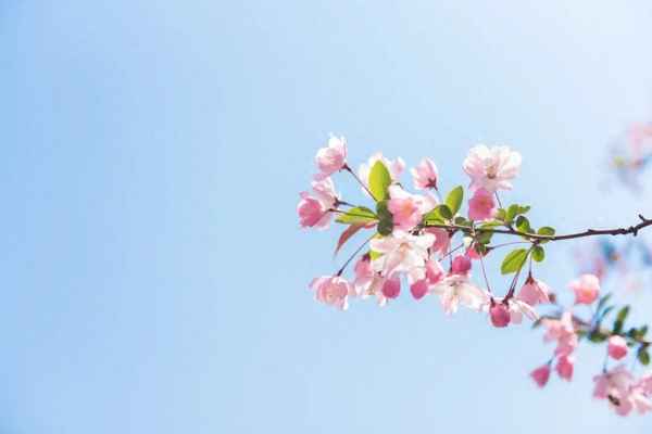 十二个月的古代雅称,十二个月的古代雅称槐序