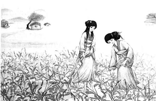 周南芣苢原文及注音—周南芣苢注音版