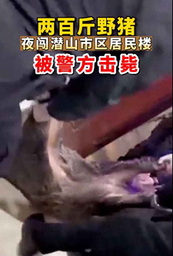 野猪伤人新闻最近(2020年野猪伤人新闻最近)