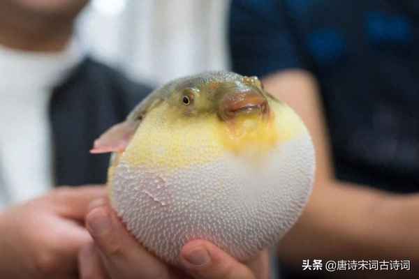 苏轼吃河豚的一首诗—苏轼拼死吃河豚故事