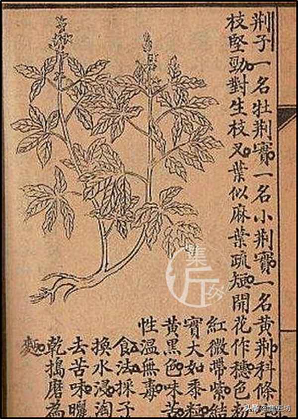 黃荊盆景圖片大全欣賞_黃荊盆景的種植條件