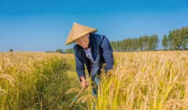 稻谷收購國家最新標準-2019國家稻谷收購標準