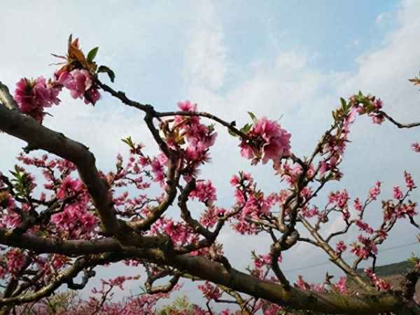 诗经周南桃夭翻译(诗经周南桃夭的意思)