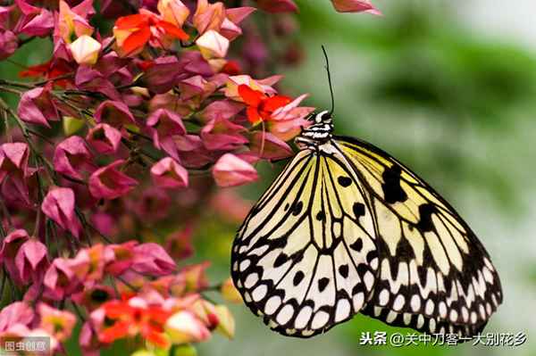 昆蟲記1~29章節內容概括人教版、初二昆蟲記1—26章筆記