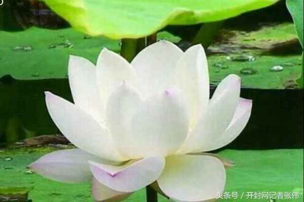 中央财经大学外国语学院sqahnd,中央财经大学外国语学院SQA-AD