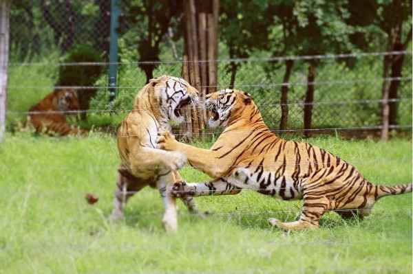 上海市野生動物園門票多少-上海野生動物園門票多少一張2020