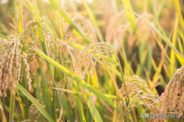 一片曾经丰饶的土地作文题目-一片曾经丰饶的土地作文800字