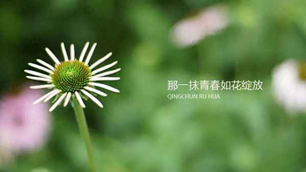 青春作文800字記敘文(以青春為話題的敘事作文)