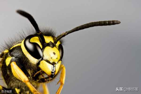 消灭蜜蜂的最佳办法—毒死蜜蜂最好办法