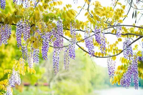 早春最美的10首诗词—早春最美的诗句