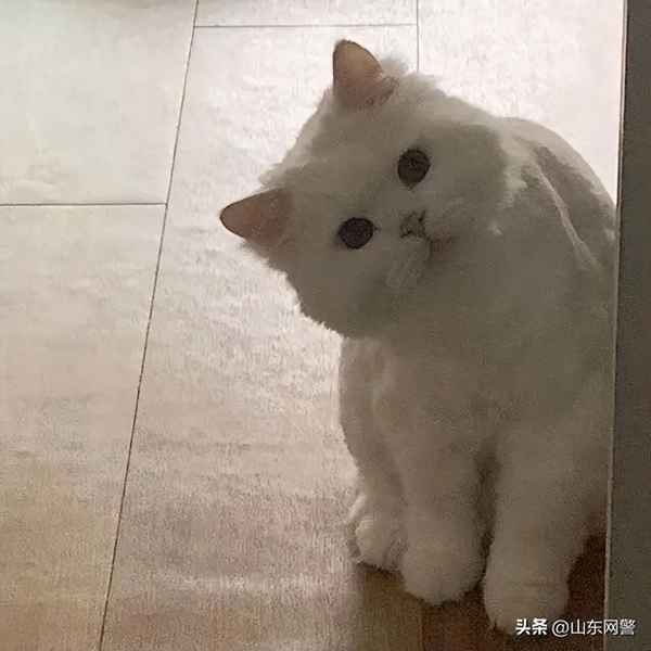 诈骗之王套路曝光(警惕诈骗之王)