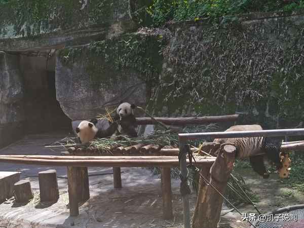 重慶熊貓基地在哪里;重慶旅游攻略詳細安排