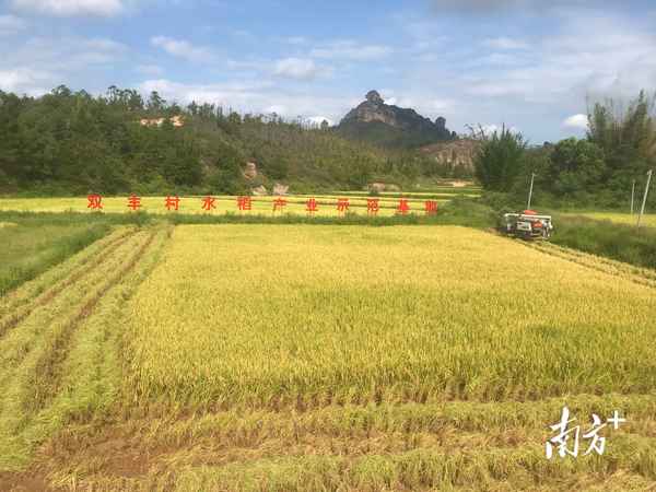 我國冬季水稻培育基地在哪里;冬季水稻育種在哪里