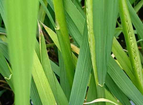 水稻四遍药具体什么时间施药、水稻三遍药具体什么时间施药