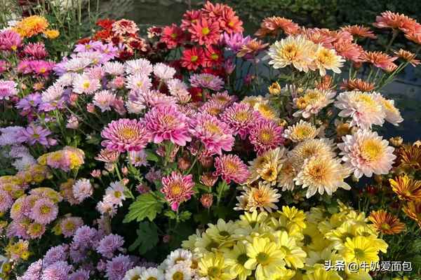 陶渊明关于菊花的诗-陶渊明关于菊花的诗文