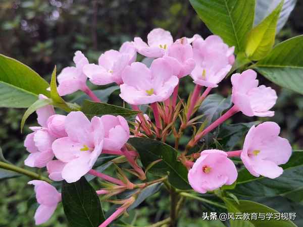按圖索驥造句一年級_按圖索驥造句小學生