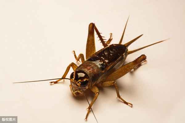 唐风蟋蟀注音和翻译_唐风蟋蟀注音和翻译是什么