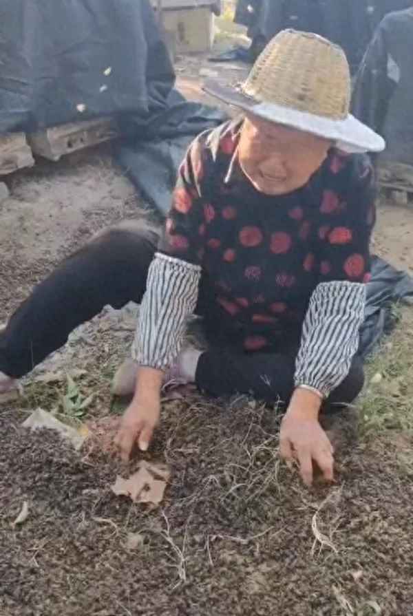 60箱蜜蜂一夜死亡、两百箱蜜蜂一夜消失
