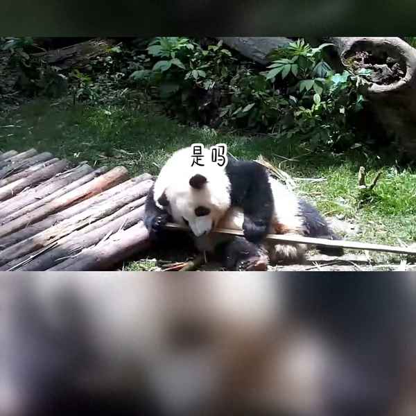 少年心事当拿云马盼盼,少年心事当拿云,终不过是一些平静