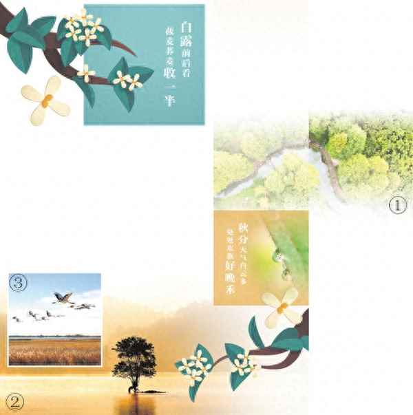 露从今夜白是指哪个节气、白露